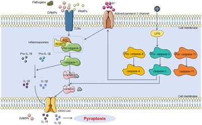 The role of inflammatory response and metabolic reprogramming in sepsis-associated acute kidney injury: mechanistic insights and therapeutic potential